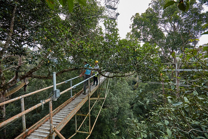 Photo 1: Canopy walkway in Pasoh Forest Reserve