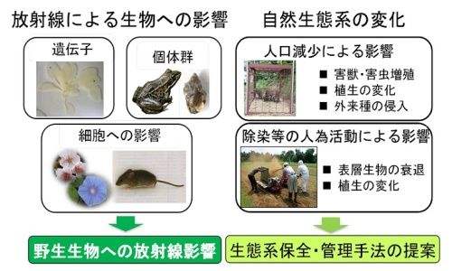 放射線による生物への影響と自然生態系の変化（イメージ）