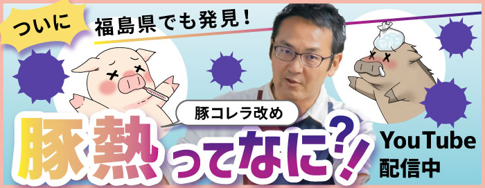 豚コレラ改め豚熱ってなに！？YouTube配信中