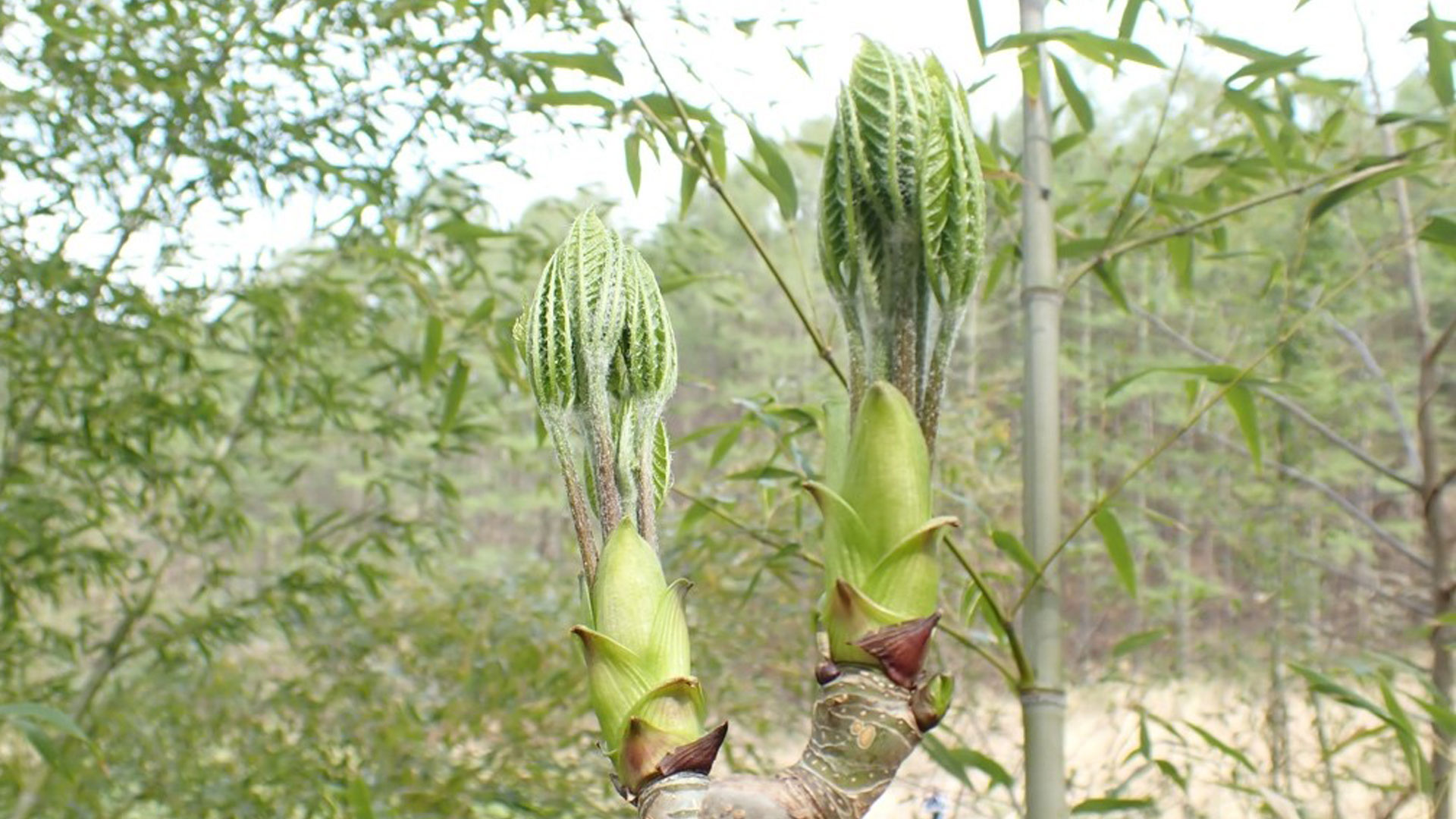 コシアブラの新芽の写真
