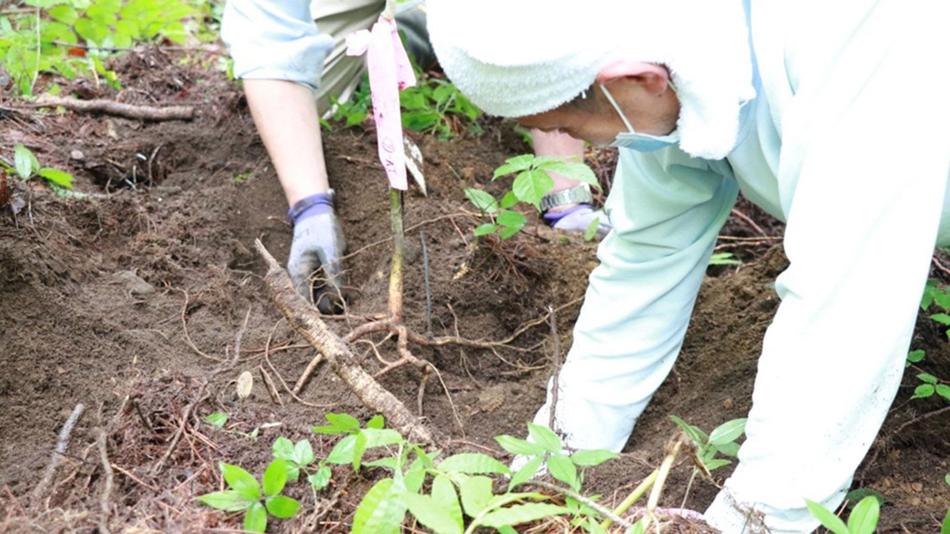 コシアブラの根の採取の写真