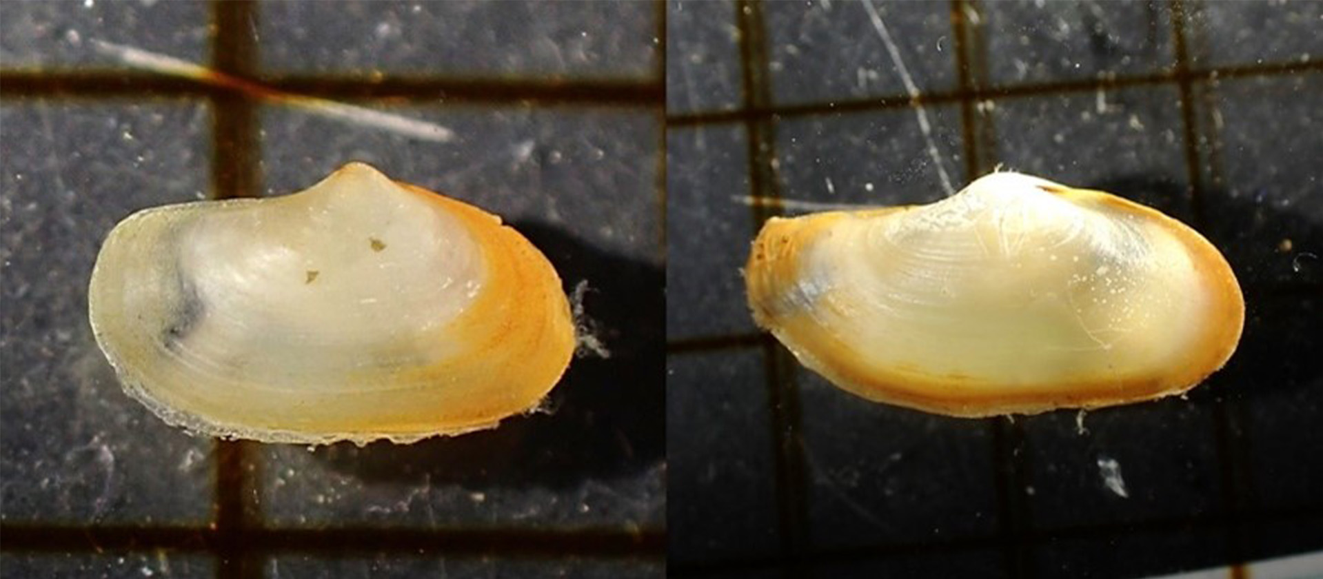 よく似ている二種類の貝の写真
