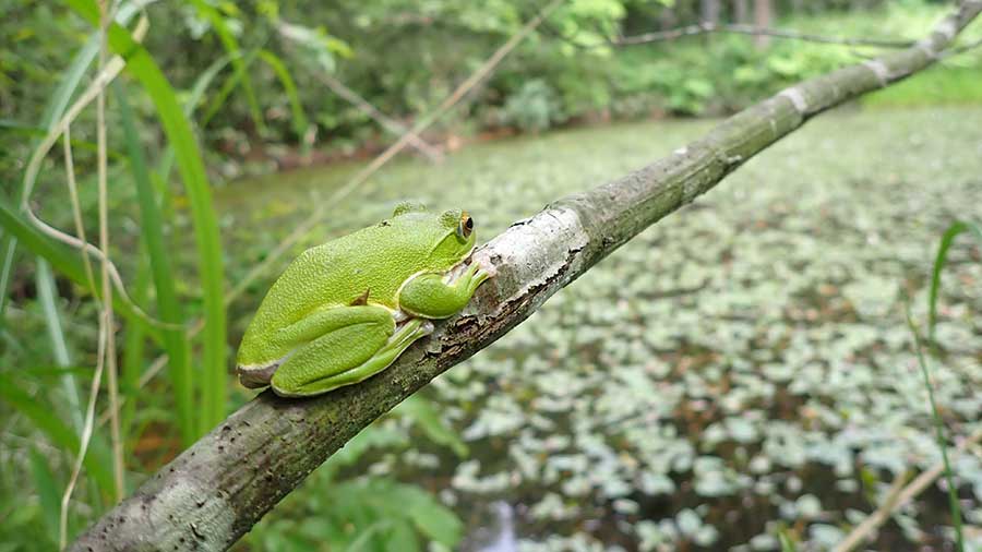 岩手県内で撮影されたモリアオガエル