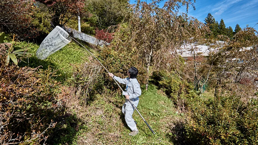 虫取り編みで虫を採集する吉岡主幹研究員