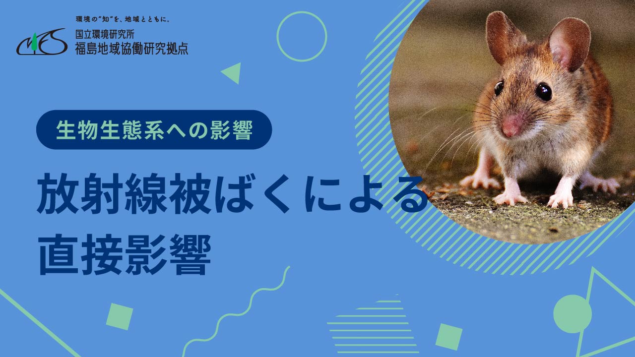 【教材動画】生物生態系への影響「放射線被ばくによる直接影響」サムネイル