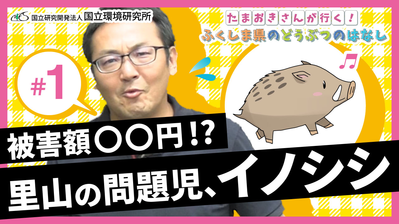 たまおきさんが行く!ふくしま県のどうぶつのハナシ第1回「被害額〇〇円!?里山の問題児、イノシシ」サムネイル