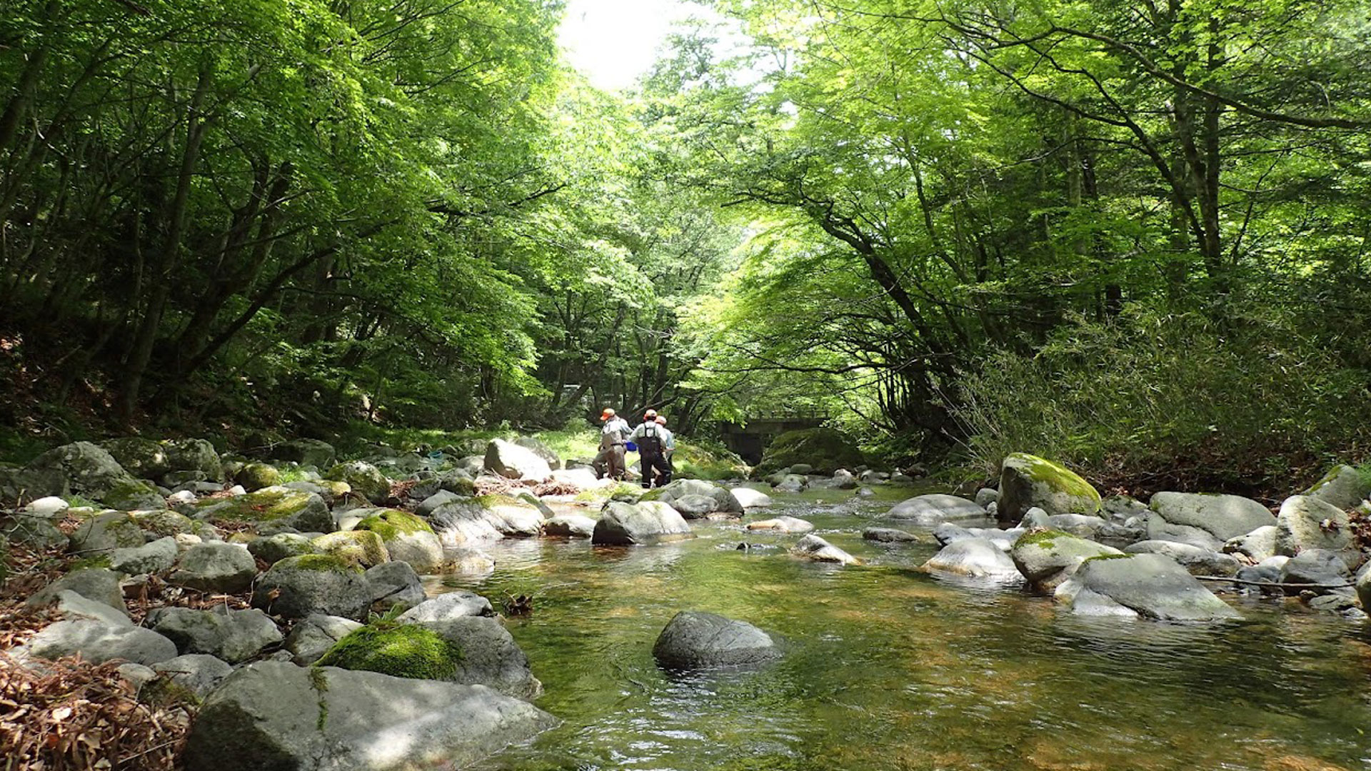 太田川調査風景写真