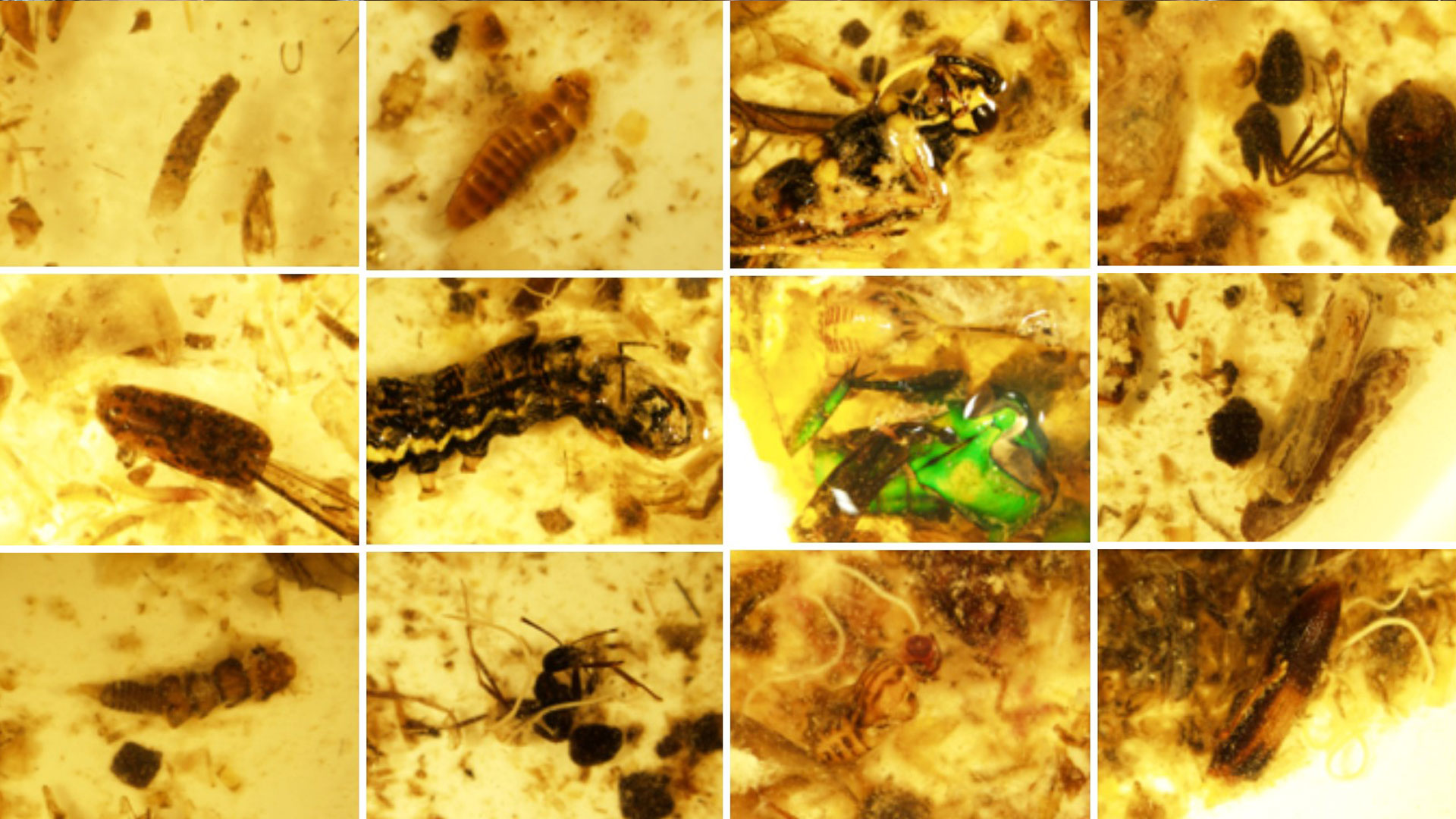 ヤマメ消化管から出てきた昆虫の写真