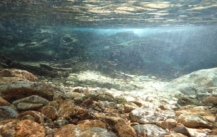 川の生き物の放射性セシウム濃度はどのようにして決まるのかサムネイル