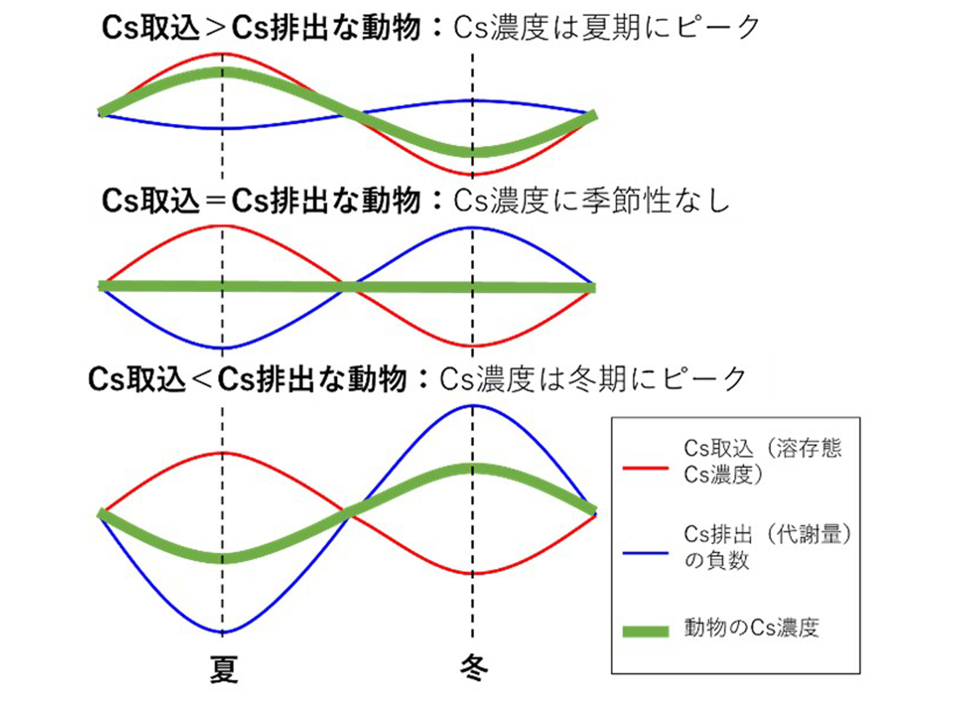 摂食による放射性セシウムの取り込みと代謝による放射性セシウムの排出のバランスと動物の放射性セシウム濃度の関係性のグラフ