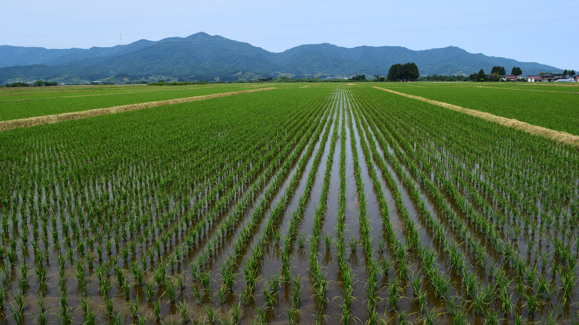 水田とあぜ道の写真