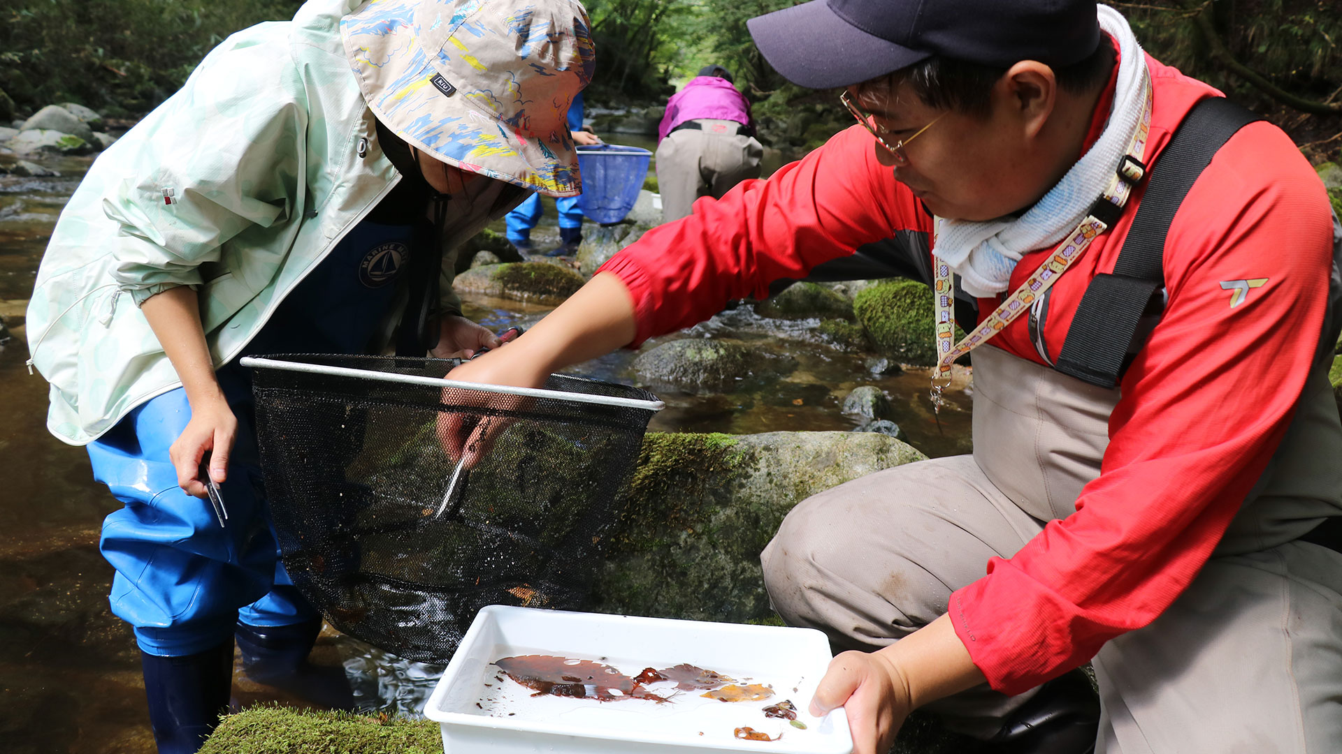 水生昆虫採集の様子