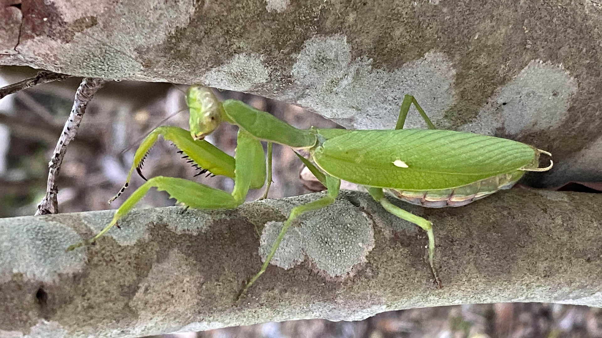 ハラビロカマキリの写真