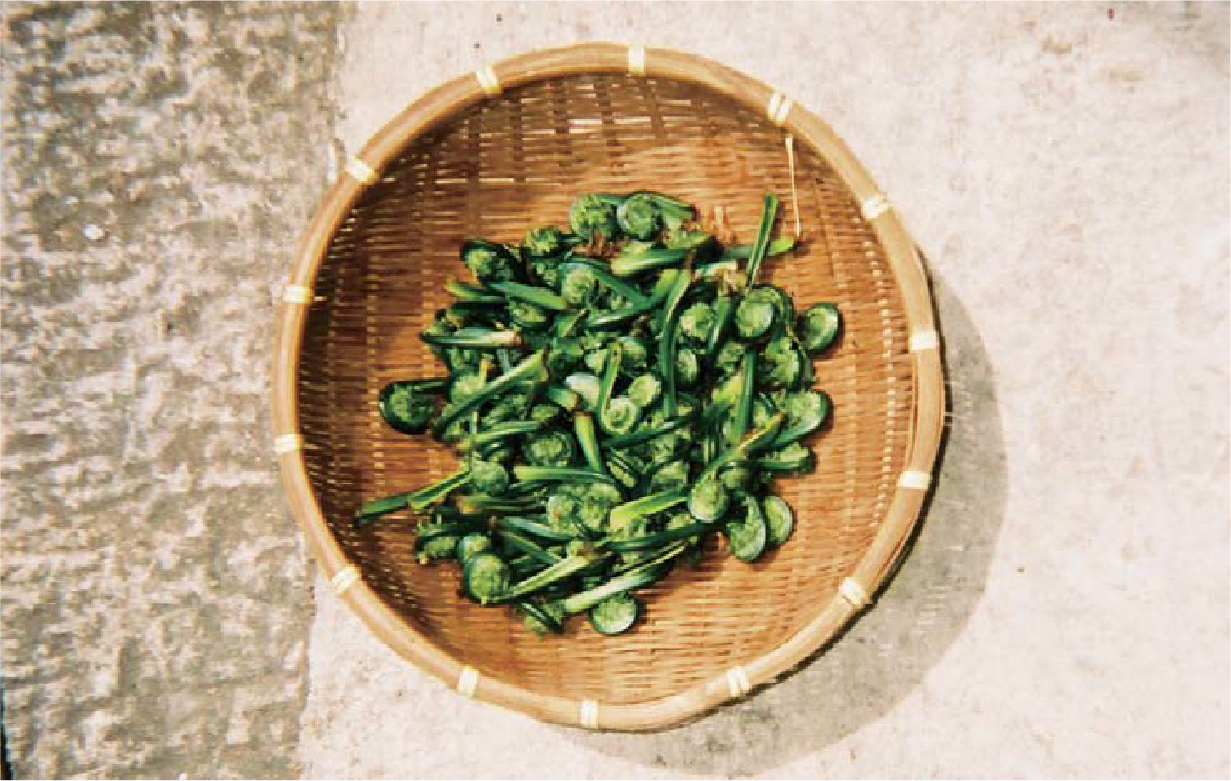 野生山菜を利用する福島の食文化を次世代に引き継ぐためにサムネイル