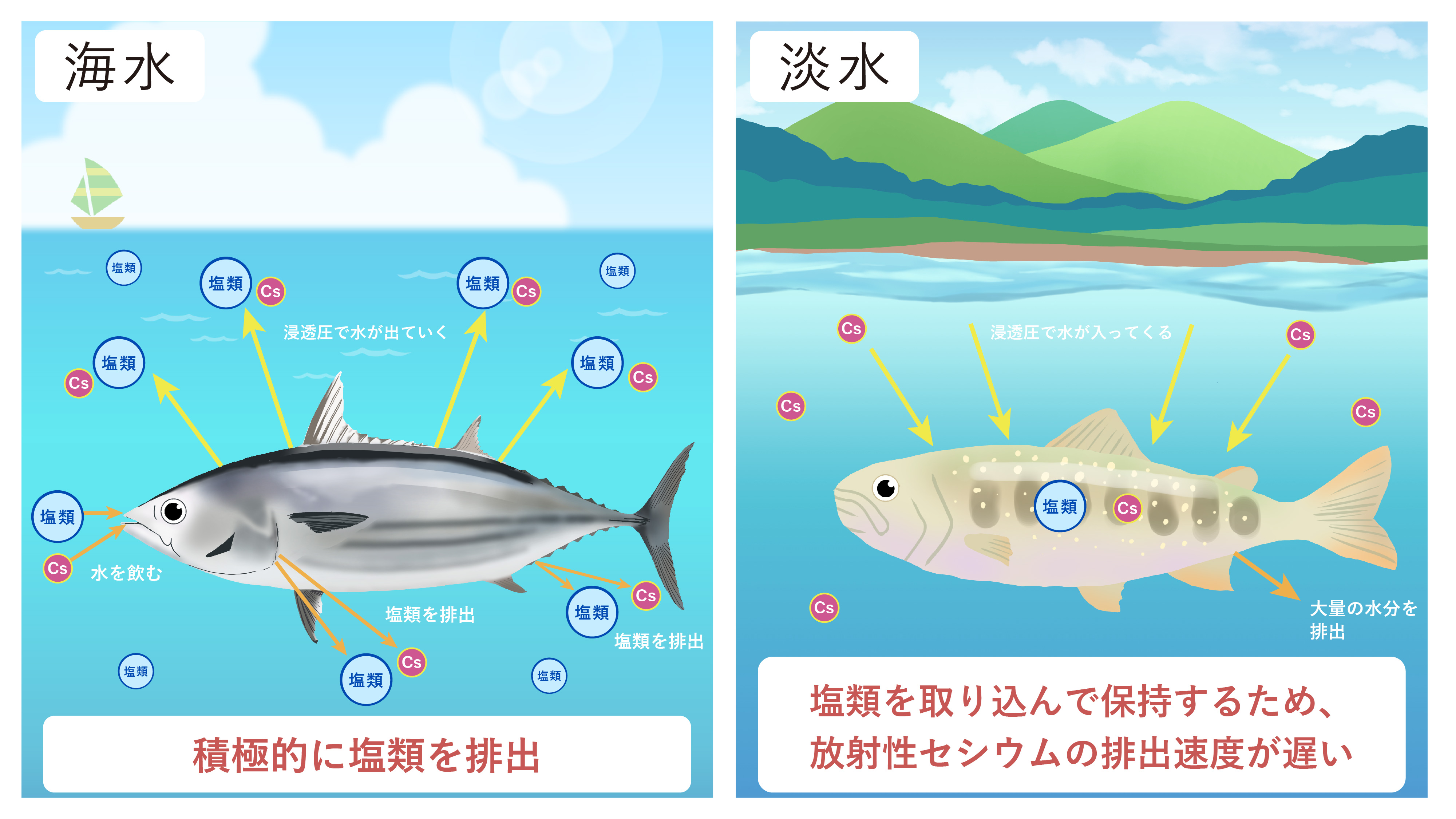 海水魚と淡水魚における放射性セシウム排出の違いを示したイラスト
