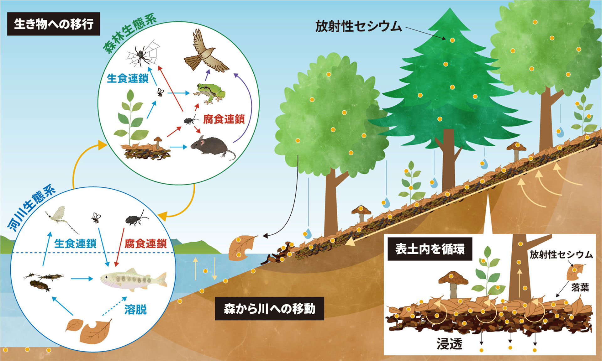 森林生態系における放射性セシウムの動きを説明したイラスト