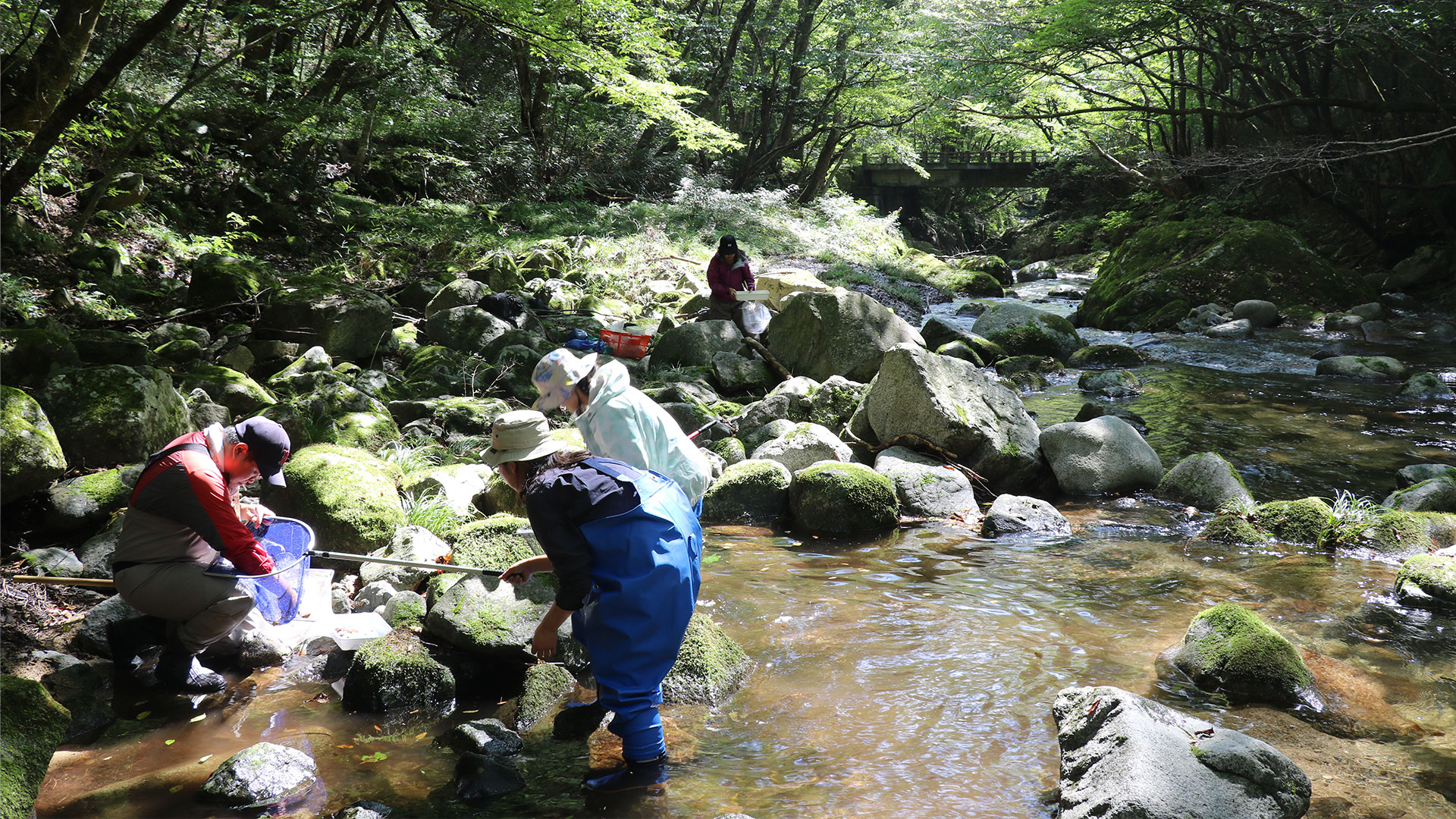 太田川上流域における底生動物を採取している写真