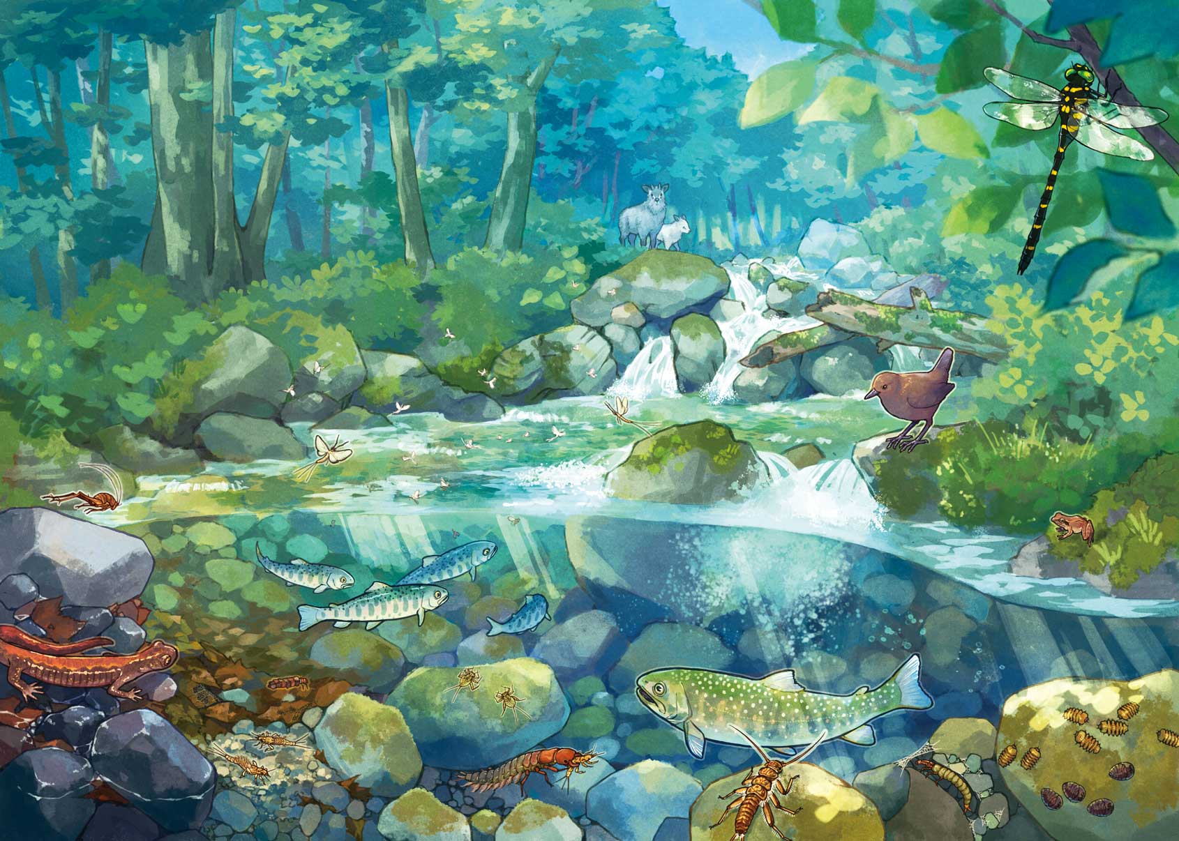 河川生態系を表現したイラスト