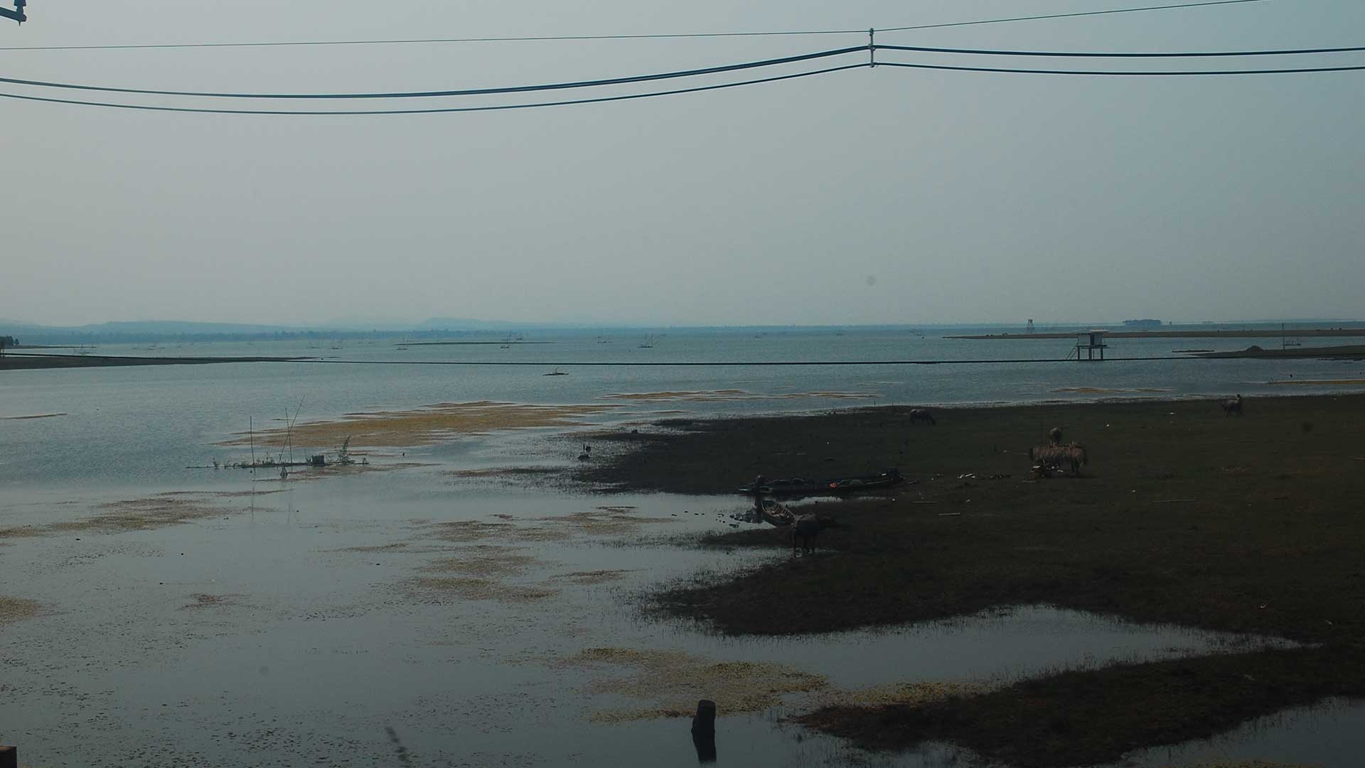 ベトナムの氾濫原湿地