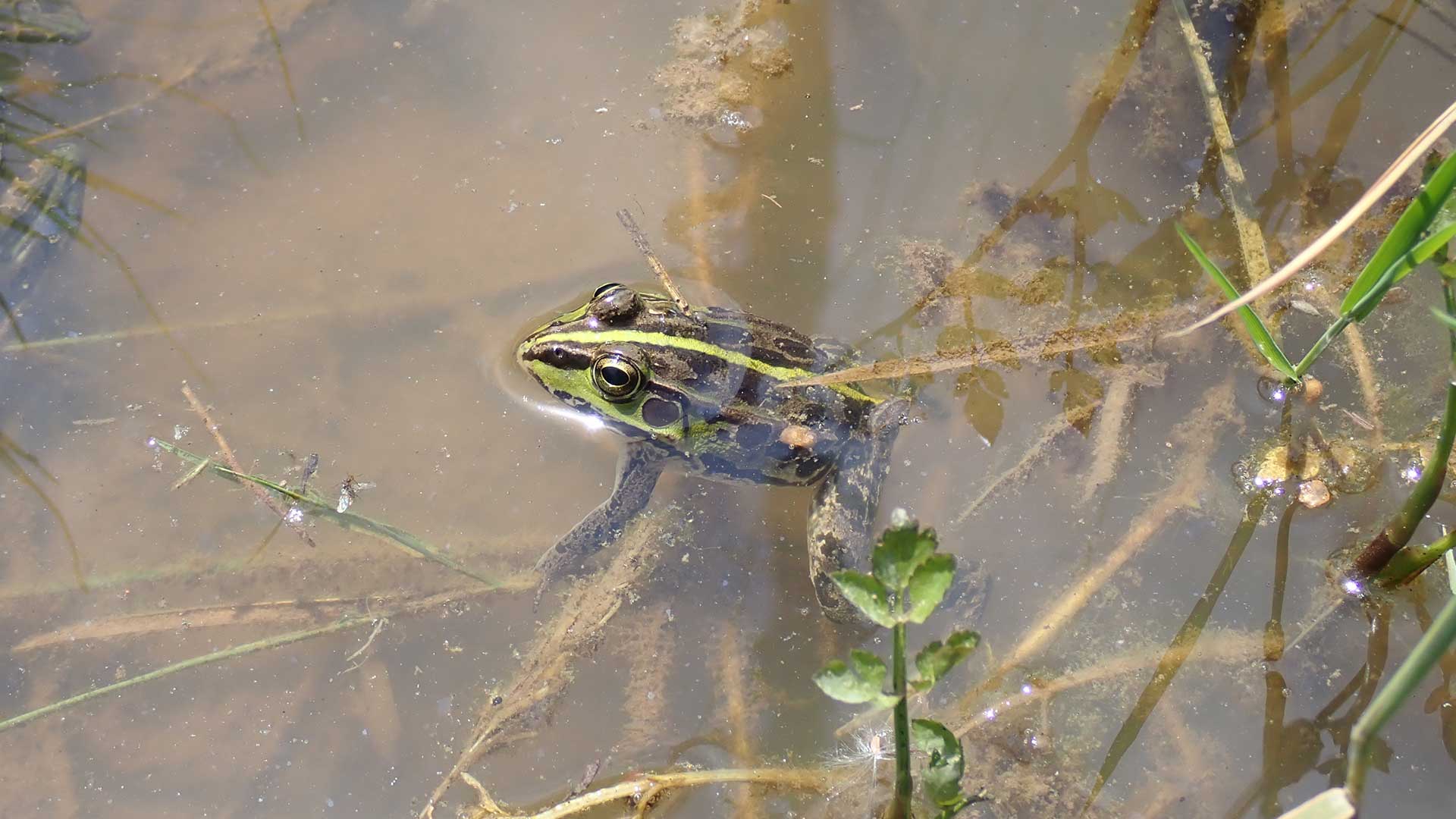 トウキョウダルマガエル