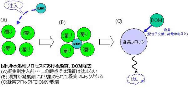 浄水処理プロセスにおける濁室、DOM除去の図