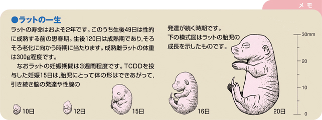 ラットの一生に関する一口メモの画像