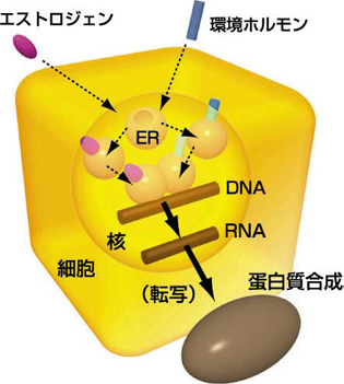 エストロジェン(女性ホルモン)類似作用メカニズムの図