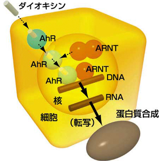 ダイオキシン作用のメカニズムの図