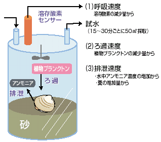 シオフキガイの呼吸速度・ろ過速度・排泄速度の測定