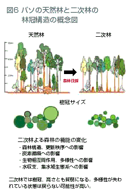 森林 伐採 影響