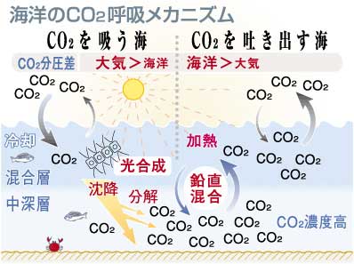 図：海洋のCO2呼吸メカニズム