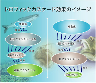 図：トロフィックカスケード効果のイメージ