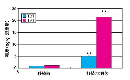 非汚染地区のアワビをかごに入れて汚染地区(造船所近辺)へ移植してのTBT、TPT曝露試験(1998.6~1999.1)の図