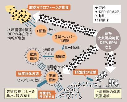 抗原の吸入からアレルギー反応までの図