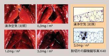 DEに6カ月曝露させたラットの肺と肺切片の図