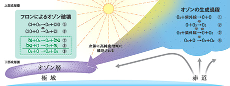 フロンによるオゾン破壊とオゾンの生成過程の図