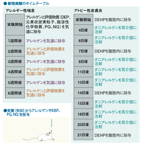 動物実験のタイムテーブルの図