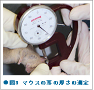 図3 マウスの耳の厚さの測定