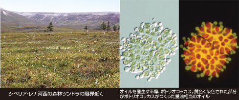 写真3点 左:シベリア・レナ河西の森林ツンドラの限界近く 中央・右:オイルを産生する藻、ボトリオコッカス。黄色く染色された部分がボトリオコッカスがつくった重油相当のオイル