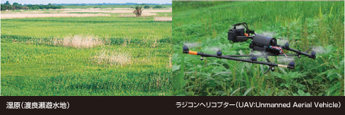 写真2点 左:湿原(渡良瀬遊水地)、写真右:ラジコンヘリコプター(UAV:Unmanned Aerial Vehicle)