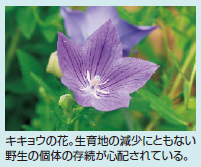 キキョウの花の写真　生育地の減少にともない野生の個体の存続が心配されている。