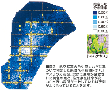 図3　航空写真の色や草丈などに基づいて推定した絶滅危惧植物トネハナヤスリの分布図。実際に生息が確認された黄色の点と、推定存在確率が高い白っぽい場所が一致していれば予測がよく合っていることを示す。