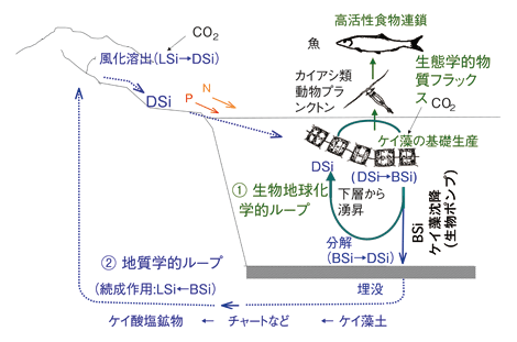 模式図