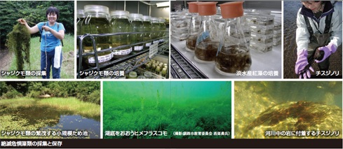 絶滅危惧藻類の採集と保存の写真