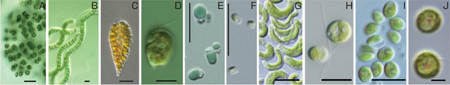 NIESコレクションに保存されている藻類の代表種の写真