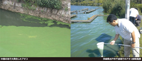 写真2点　中国の池で大発生したアオコ(左)　茨城県水戸市千波湖でのアオコ採取風景(右)