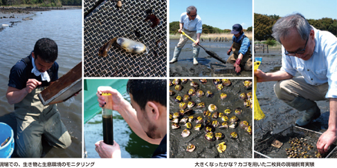 写真2点 現場での、生き物と生息環境のモニタリング(左) 大きくなったかな?カゴを用いた二枚貝の現場飼育実験(右)