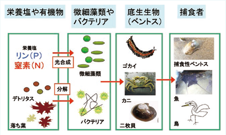 干潟の食物連鎖