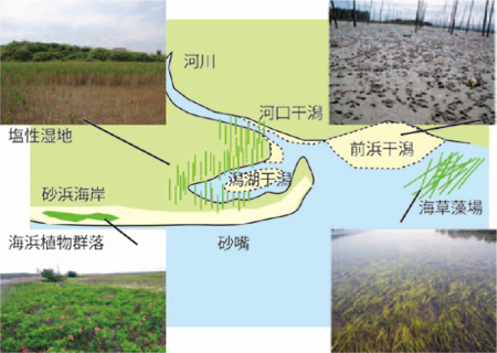 汽水域の干潟環境とその保全について 環境儀 No 45 国立環境研究所