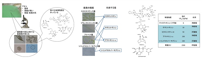 アオコをつくる藍藻類と有毒物質の図(クリックで拡大画像がポップアップします)